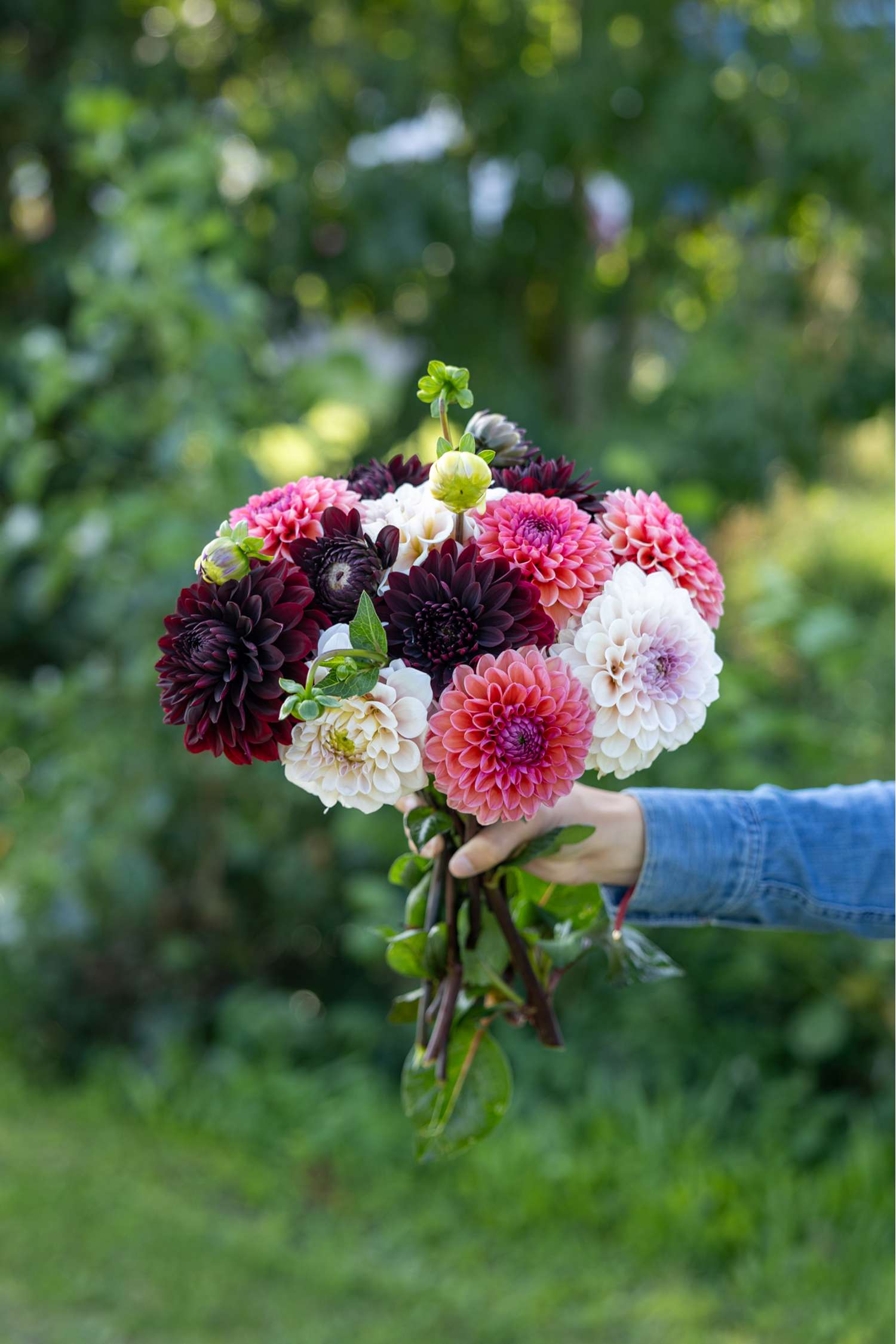 Mélange de dahlias 'Dark Hearth'